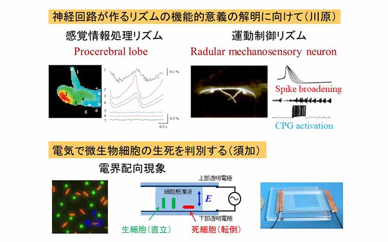 神経回路・細胞電気工学